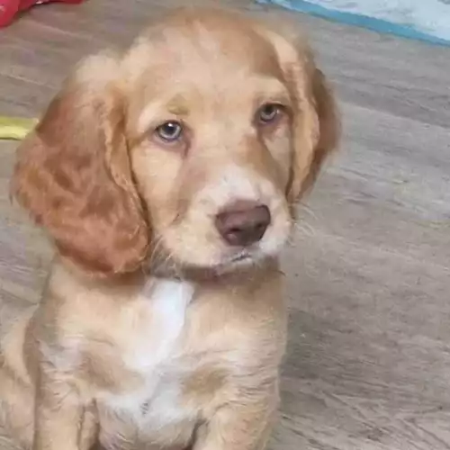 Cockapoo Dog For Sale in Basingstoke, Hampshire, England