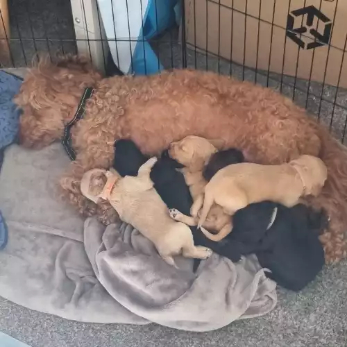 Cockapoo Dog For Sale in Basingstoke, Hampshire, England