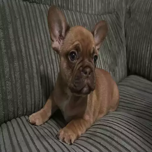 French Bulldog Dog For Sale in Carshalton Beeches, Greater London