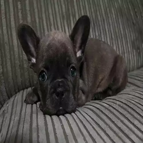 French Bulldog Dog For Sale in Carshalton Beeches, Greater London