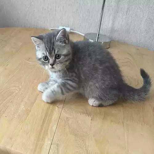 British Shorthair Cat For Sale in Derby