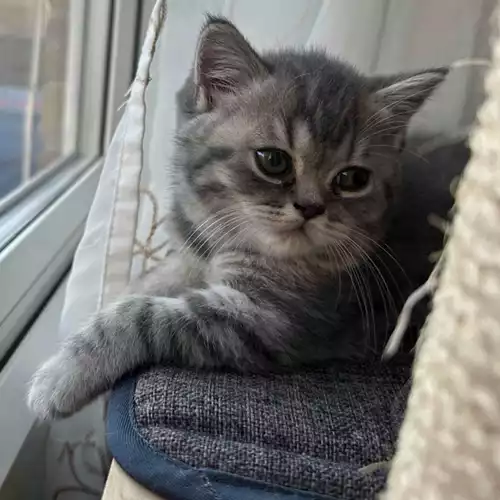 British Shorthair Cat For Sale in Derby