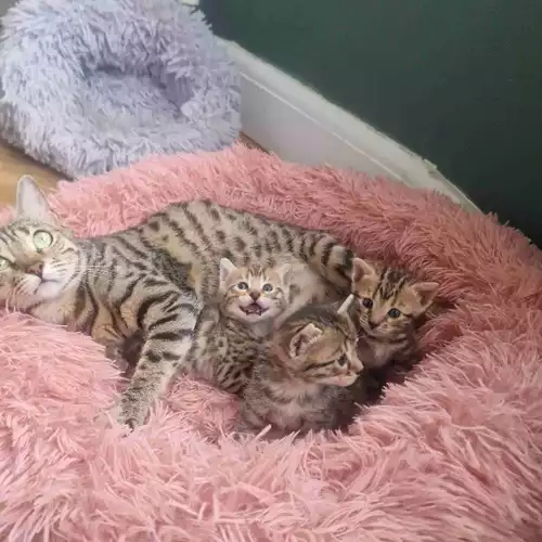 Bengal Cat For Sale in Grays, Essex, England