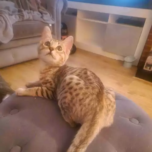 Bengal Cat For Sale in Grays, Essex, England