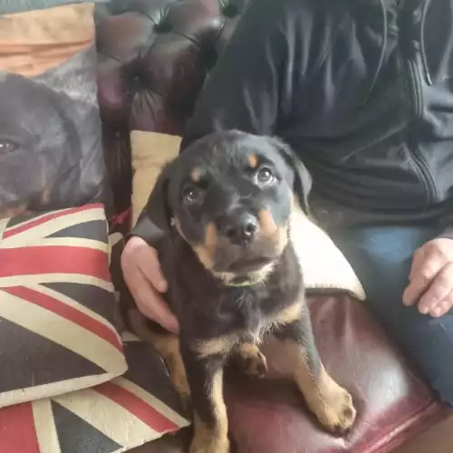 Rottweiler Dog For Sale in Birmingham, West Midlands, England