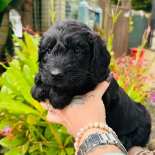 Cockapoo Dog For Sale in Gobowen, Shropshire, England