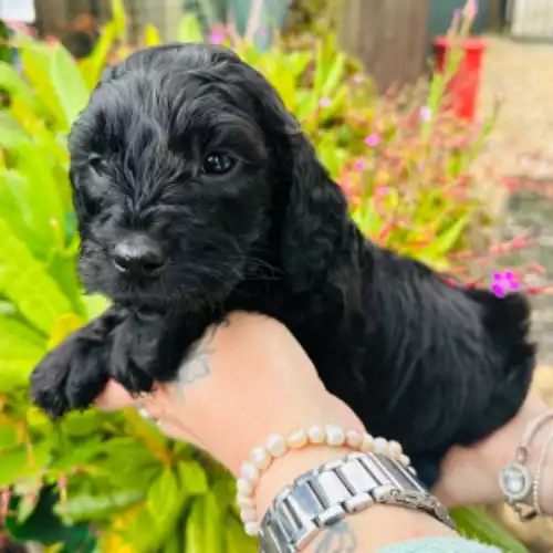 Cockapoo Dog For Sale in Gobowen, Shropshire, England