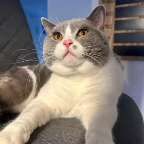 British Shorthair Cat For Stud in Blackburn, Lancashire, England