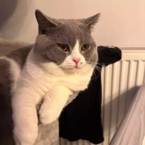 British Shorthair Cat For Stud in Blackburn, Lancashire, England