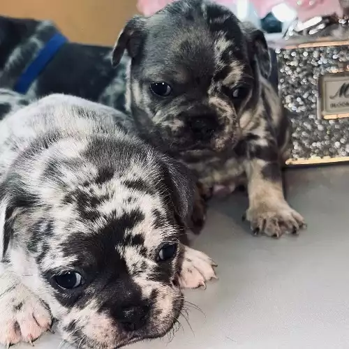 French Bulldog Dog For Sale in Chelmsford