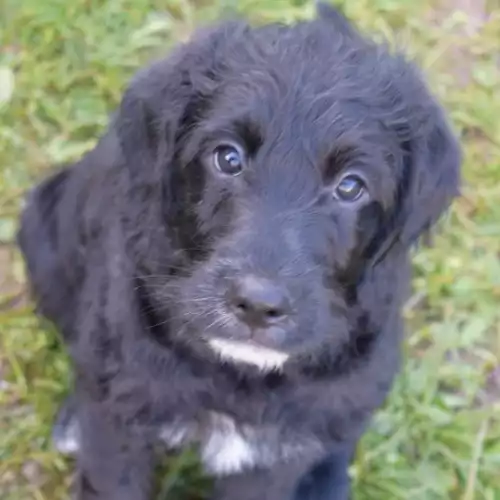 Aussiedoodle Dog For Sale in Newport / Casnewydd