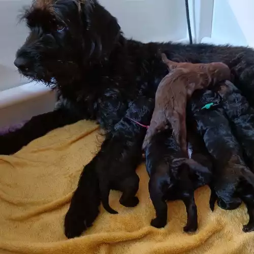 Aussiedoodle Dog For Sale in Newport / Casnewydd