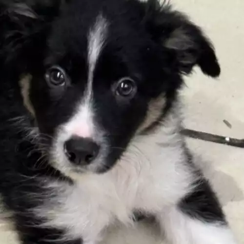 Border Collie Dog For Sale in Bolton, Greater Manchester