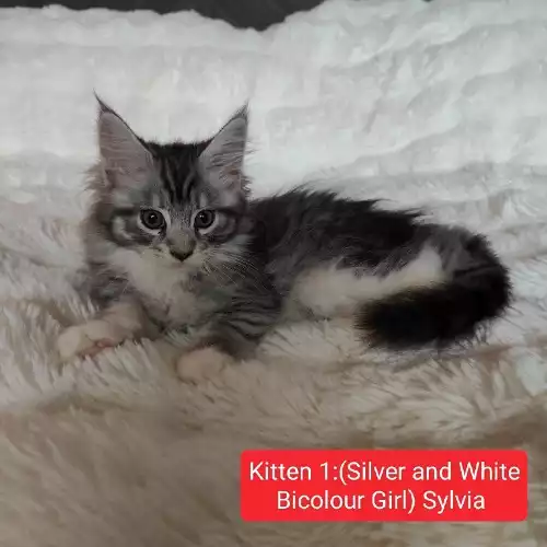 Maine Coon Cat For Sale in Glasgow