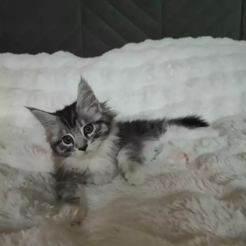 Maine Coon Cat For Sale in Glasgow