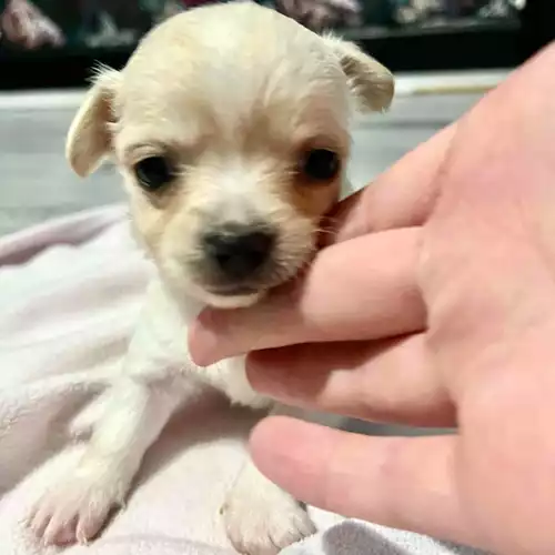 Chihuahua Dog For Sale in Worcester