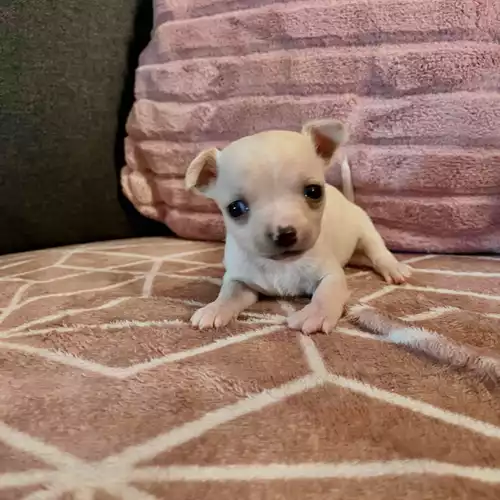 Chihuahua Dog For Sale in Worcester