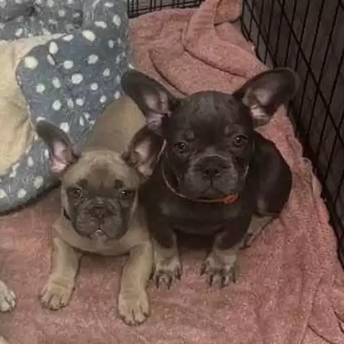 French Bulldog Dog For Sale in Poole, Dorset