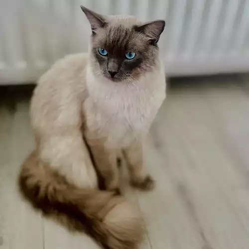 Ragdoll Cat For Stud in Dundee