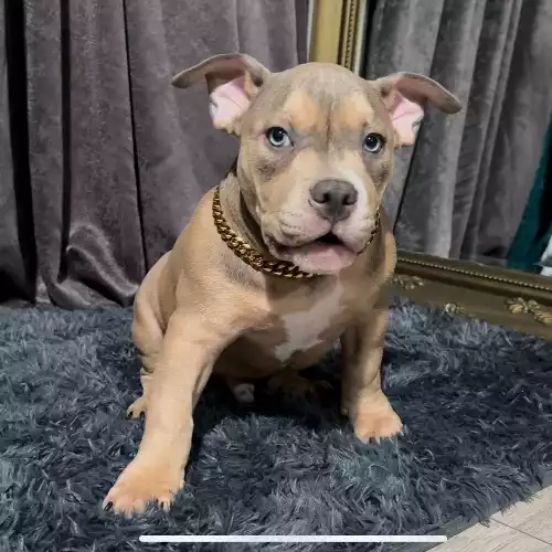 American Bully Dog For Sale in London