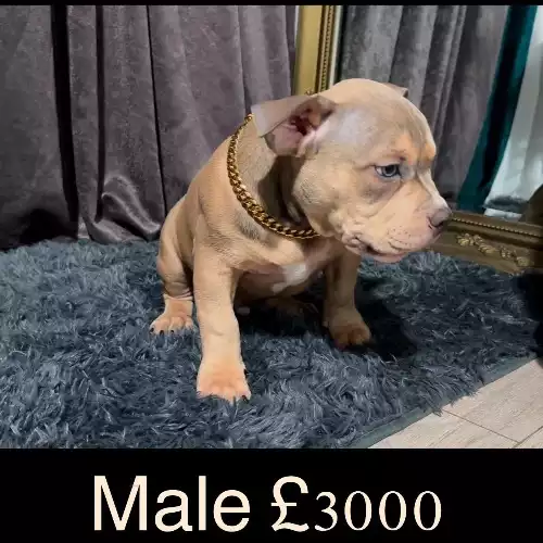 American Bully Dog For Sale in London