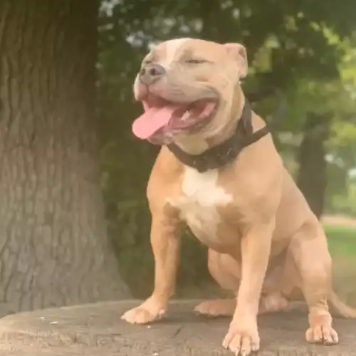 American Bully Dog For Adoption in Streatham Hill, Greater London, England