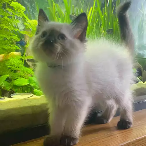 Ragdoll Cat For Sale in Slough, Berkshire, England