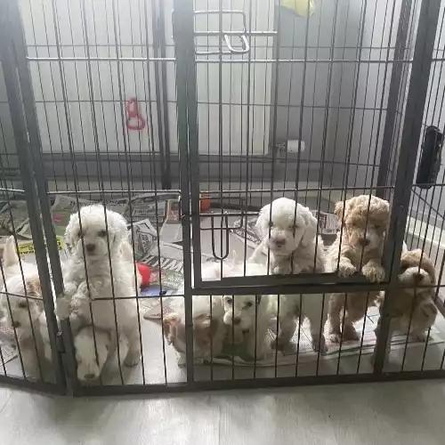 Cockapoo Dog For Sale in Gravesend, Kent, England