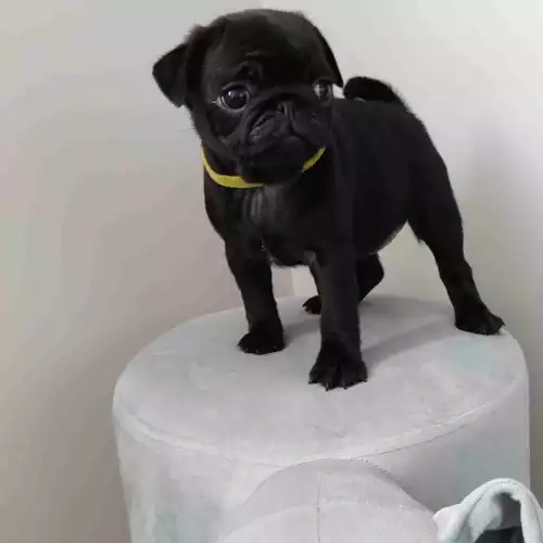 Pug Dog For Sale in Rowley Regis, West Midlands