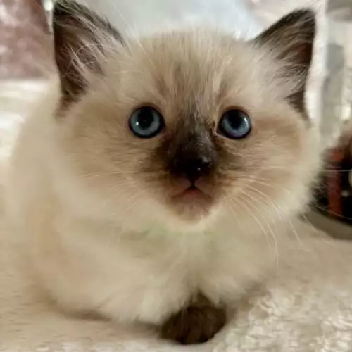 Ragdoll Cat For Sale in Wickford, Essex, England