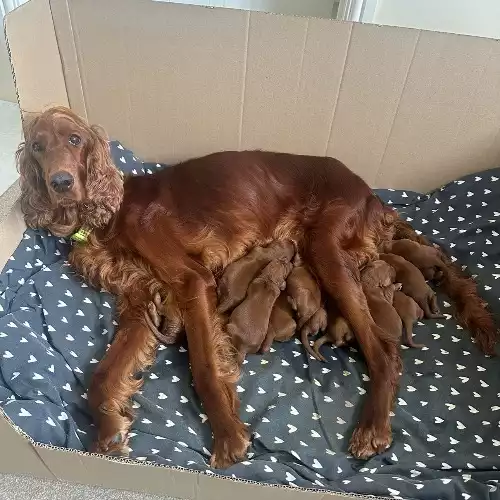 Irish Setter Dog For Sale in Trowbridge, Wiltshire