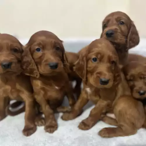 Irish Setter Dog For Sale in Trowbridge, Wiltshire