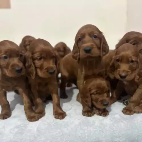 Irish Setter Dog For Sale in Trowbridge, Wiltshire