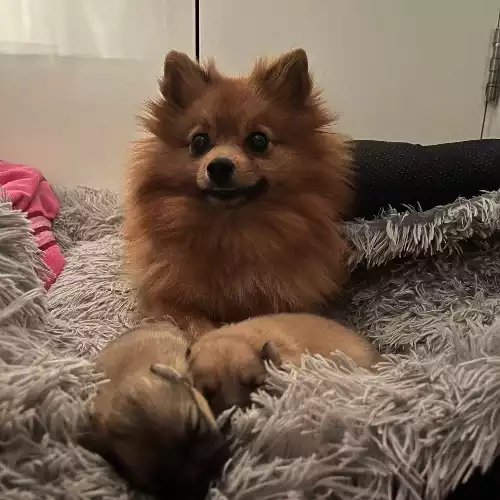 Pomeranian Dog For Sale in London