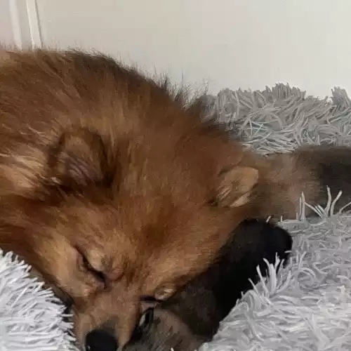 Pomeranian Dog For Sale in London