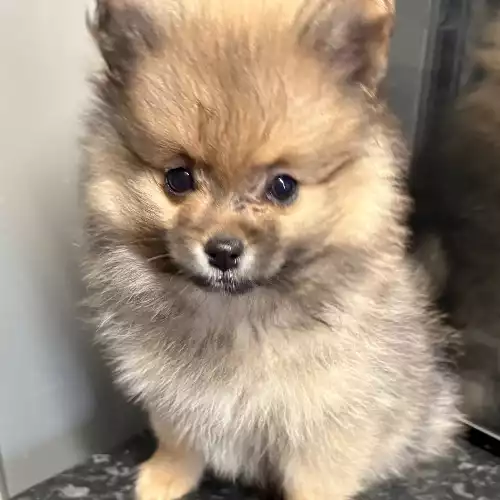 Pomeranian Dog For Sale in London