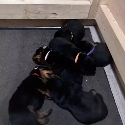 Rottweiler Dog For Sale in Bristol