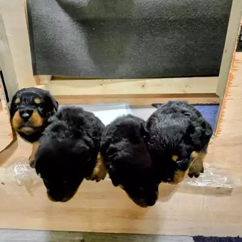 Rottweiler Dog For Sale in Bristol