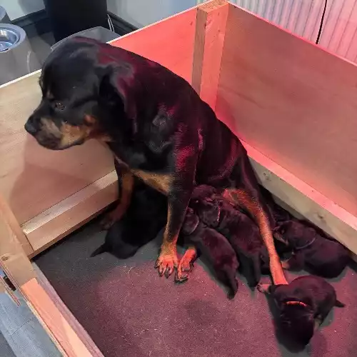 Rottweiler Dog For Sale in Bristol