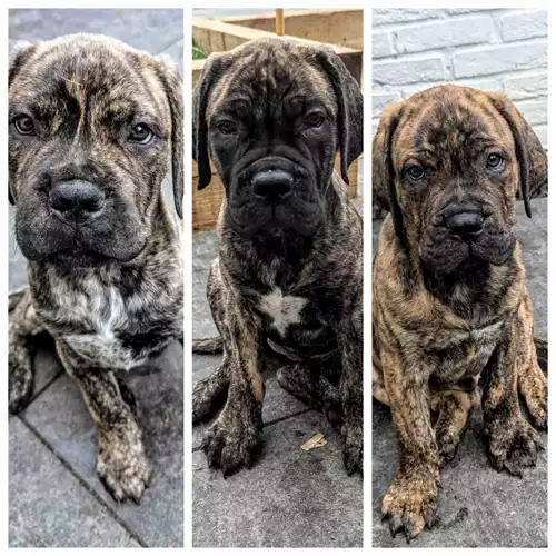 Mastiff Dog For Sale in Richmond, Greater London, England