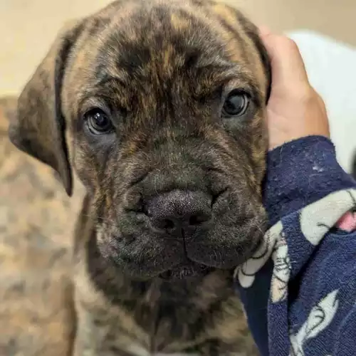 Mastiff Dog For Sale in Richmond