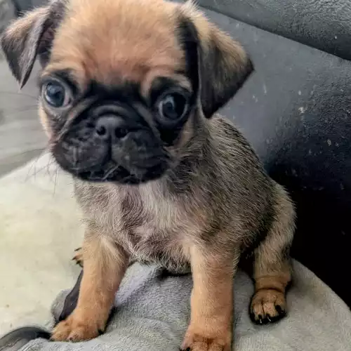Pug Dog For Sale in Heywood, Greater Manchester, England