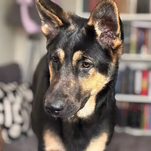 German Shepherd Dog For Adoption in Ponders End, Greater London