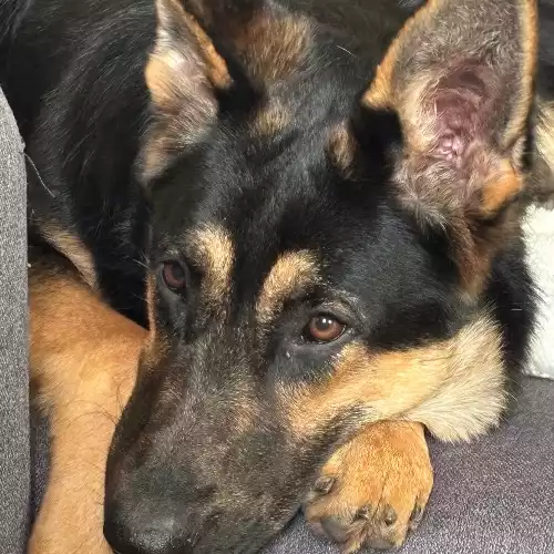 German Shepherd Dog For Adoption in Ponders End, Greater London