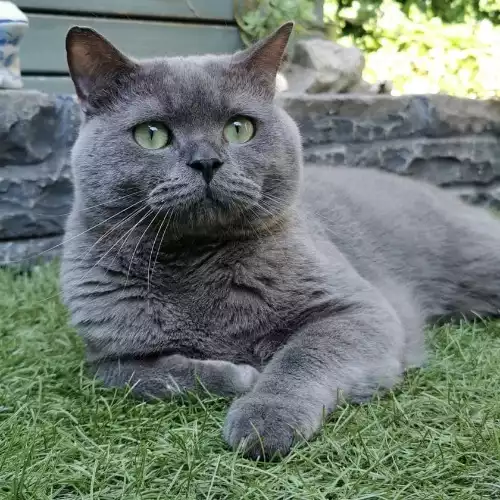 British Shorthair Cat For Stud in Southend-on-Sea