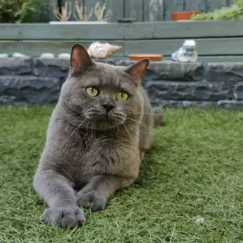 British Shorthair Cat For Stud in Southend-on-Sea