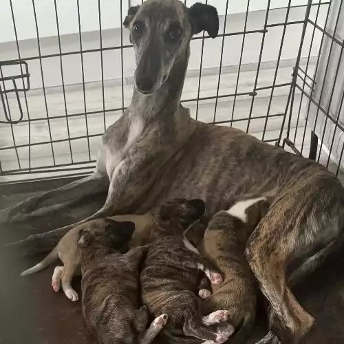 Whippet Dog For Sale in York