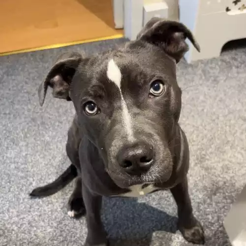 Staffordshire Bull Terrier Dog For Adoption in Inverness / Inbhir Nis