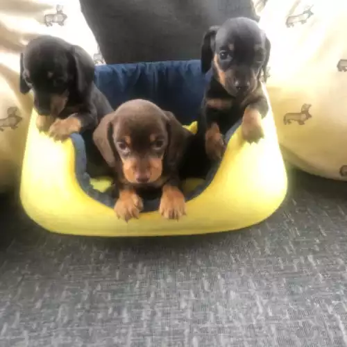 Dachshund Dog For Sale in Llandysul, Dyfed