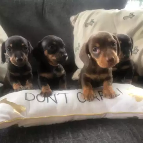 Dachshund Dog For Sale in Llandysul, Dyfed